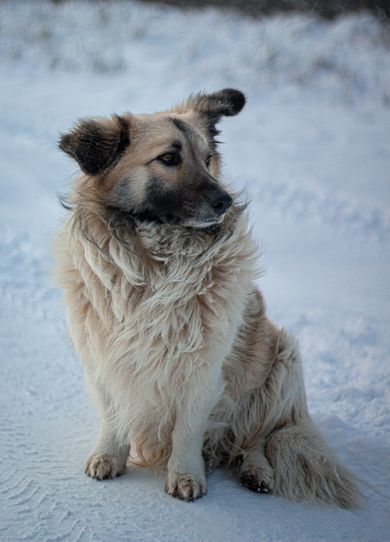 pets, nature, portrait