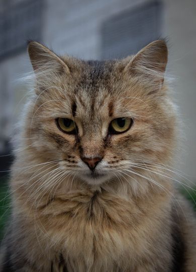 pets, nature, portrait