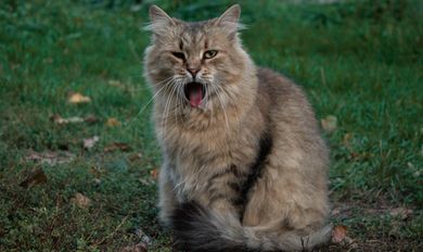 pets, nature, portrait