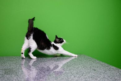 pets, commercial, family