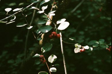 nature, film, content