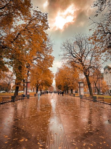 nature, street, ukraine, content