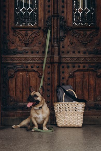 pets, nature