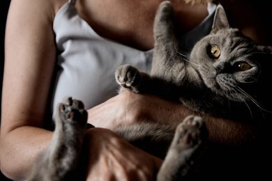 pets, family