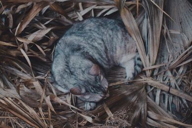 pets, exterior, photojournalism, film, content
