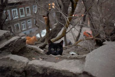 pets, nature, exterior, photojournalism, portrait