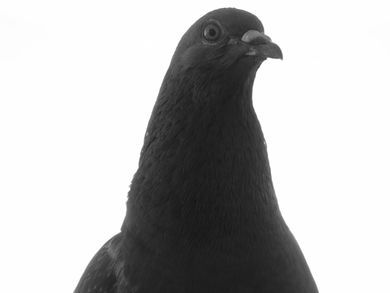 pets, nature, portrait, aerial, blackandwhite