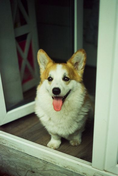 pets, couple, film, portrait, content