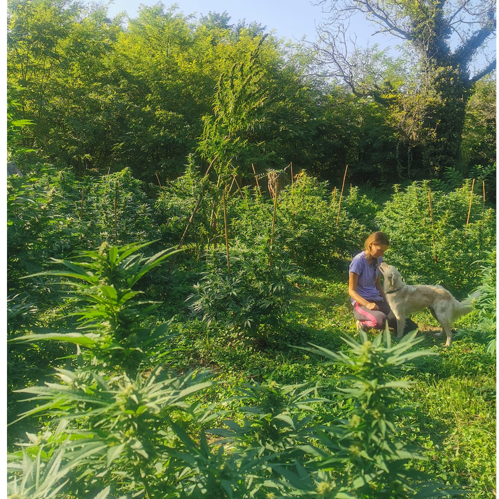 CBD kapi - 7% thumbnail 4