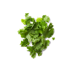 シラントロ (パクチー)