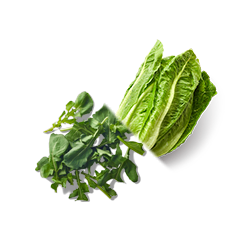 ロメインレタスとルッコラ