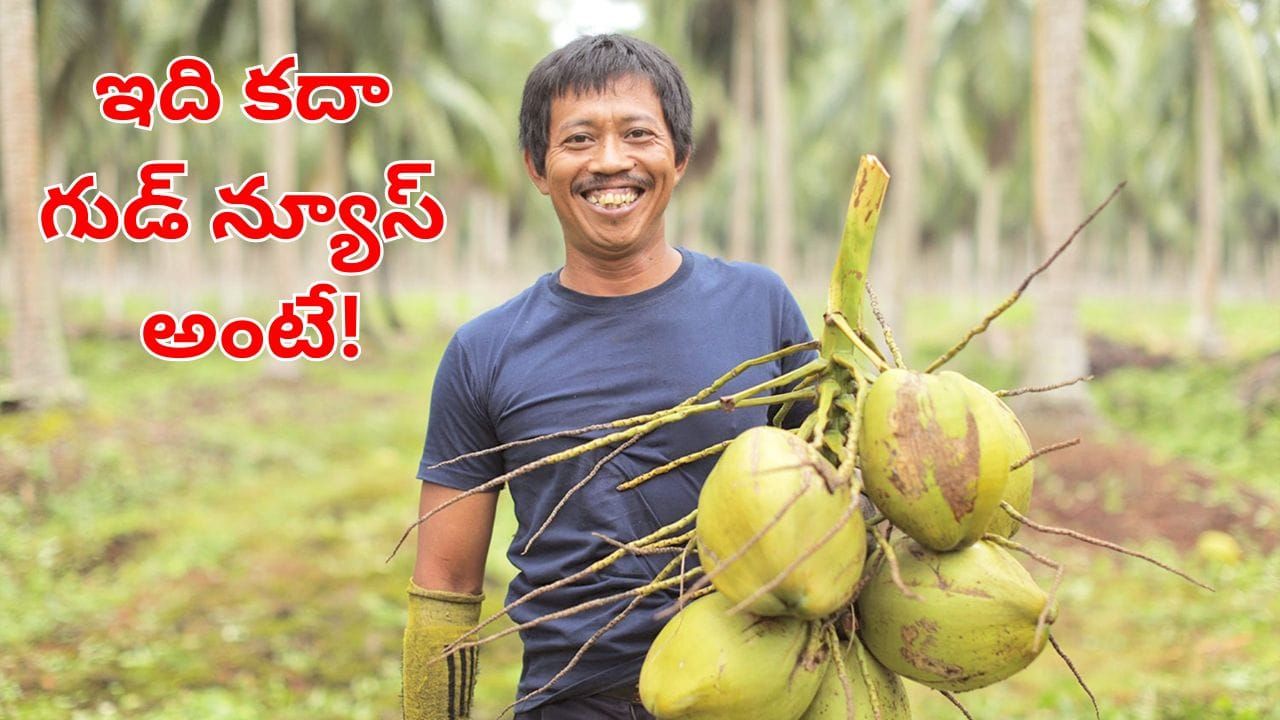 కొబ్బరి రైతులకు గుడ్‌న్యూస్ .. మద్దతు ధర పెంపునకు కేంద్రం గ్రీన్‌ సిగ్నల్.. ధర ఎంతంటే?