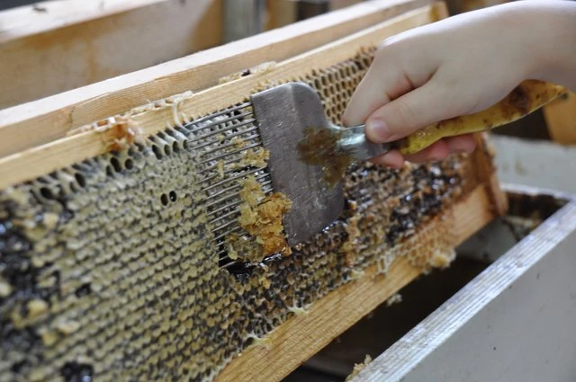 סדנת רדיית דבש + סיור בכוורת