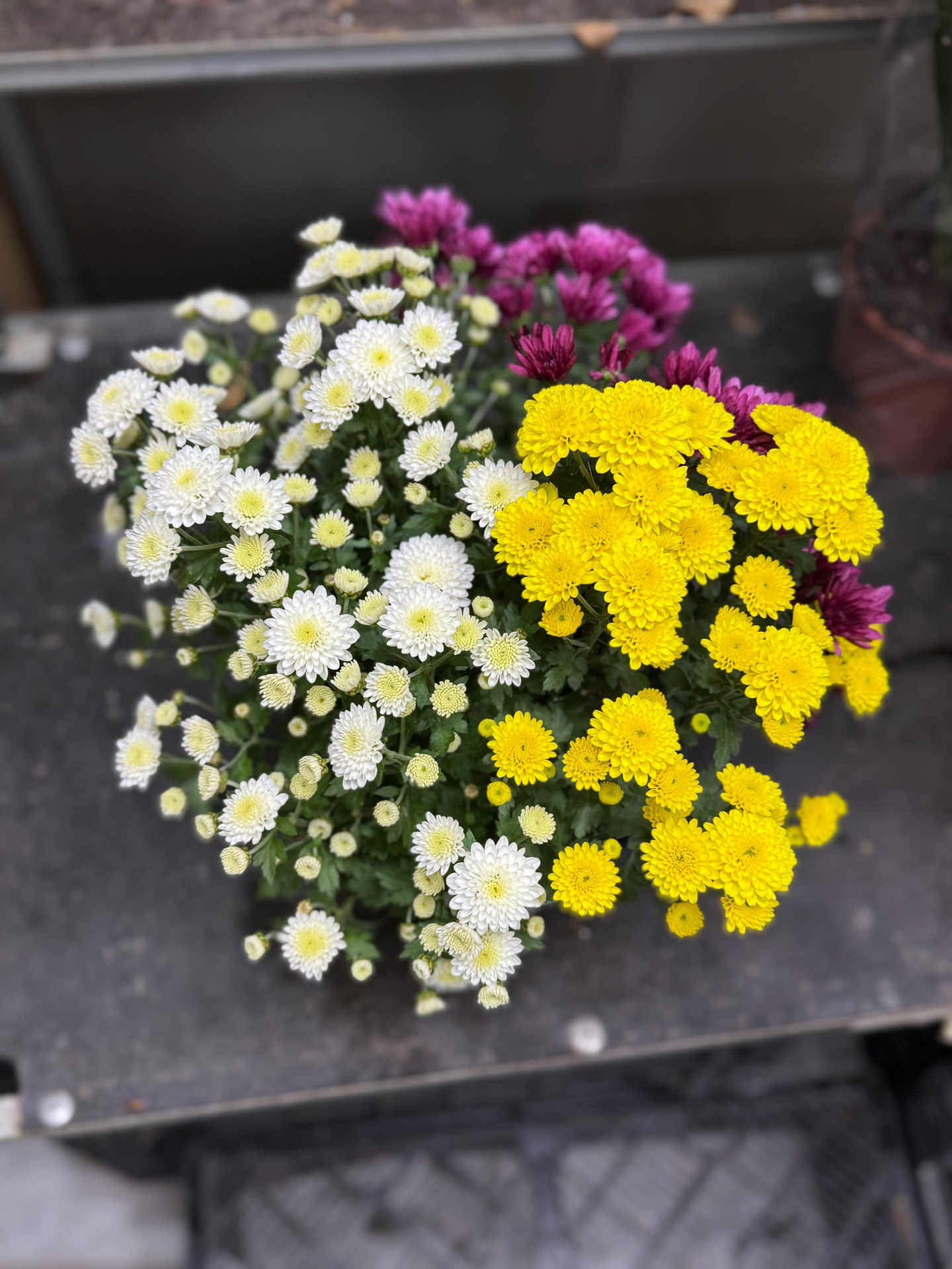 עציץ חרציות משולב