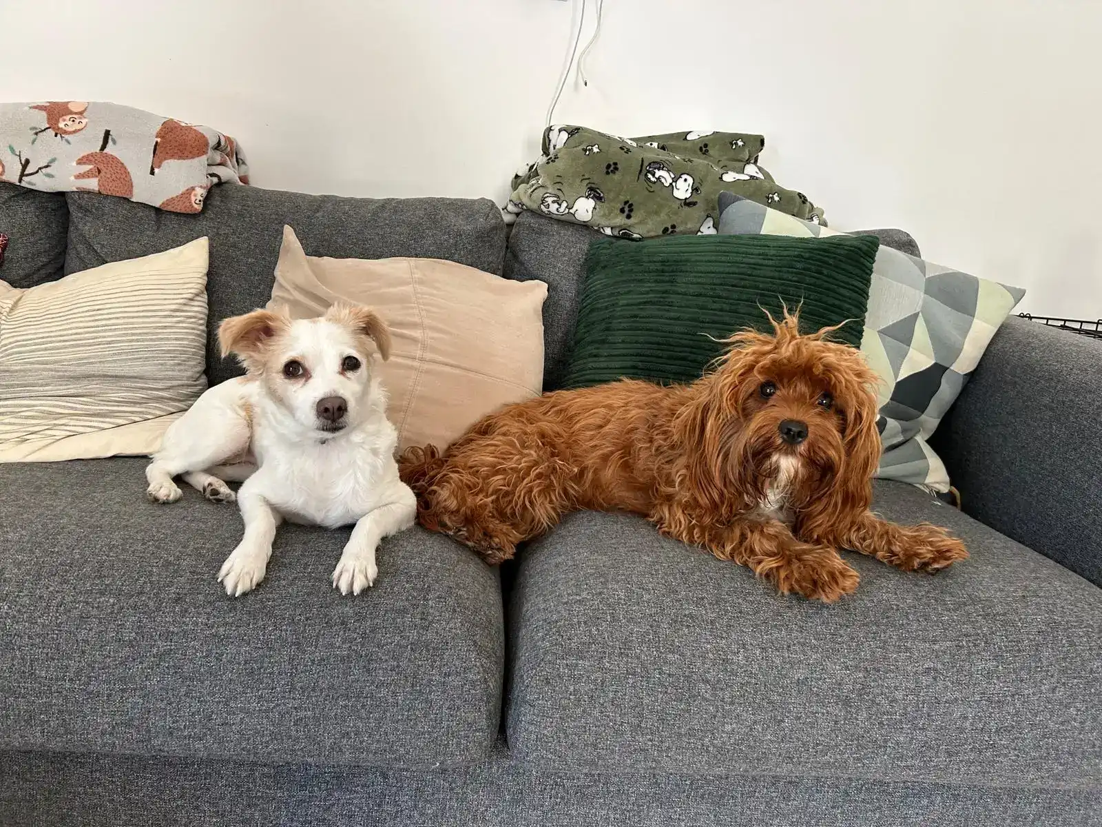 מפגש קבוצתי של כלבנות טיפולית | דניאל מנשה