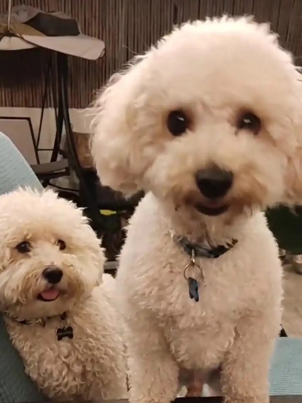 יום לכלב/ה מסורסת מעוקרת 120 ש"ח 