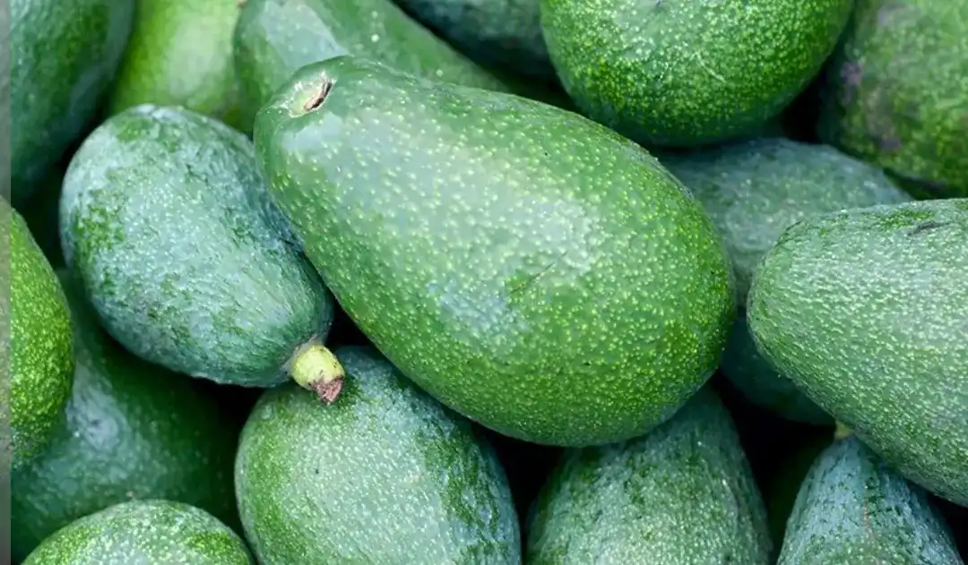 אבוקדו אטינגר 3  ק״ג