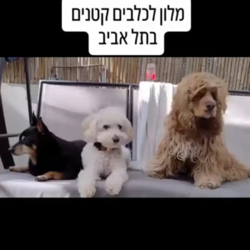 פנסיון לכלבים קטנים תל אביב