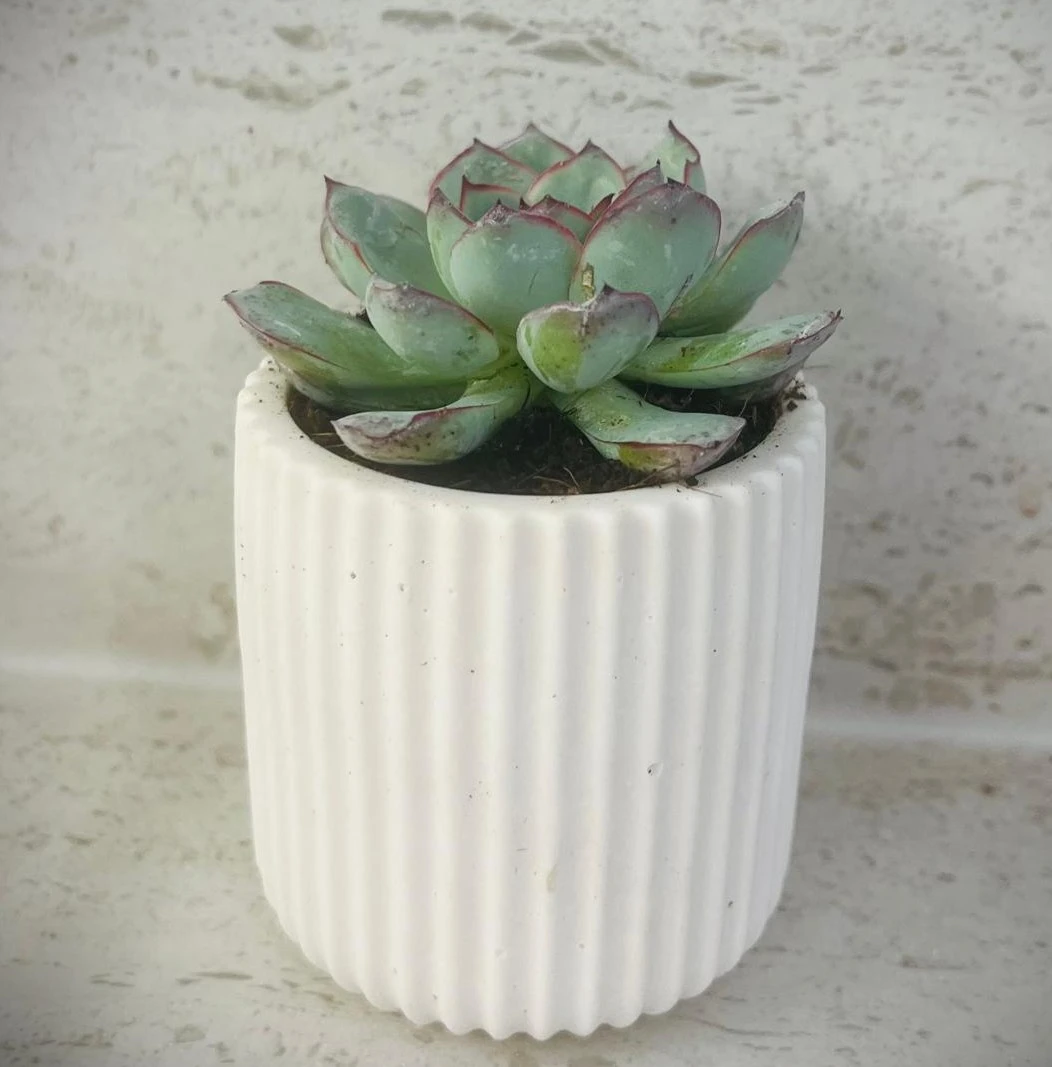 עציץ פסים עם סוקולנט