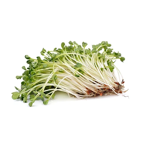 נבטים - 1 יחידה