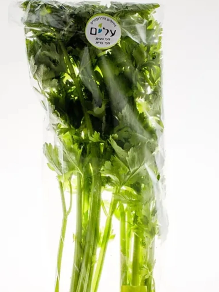 עלי סלרי (כרפס)