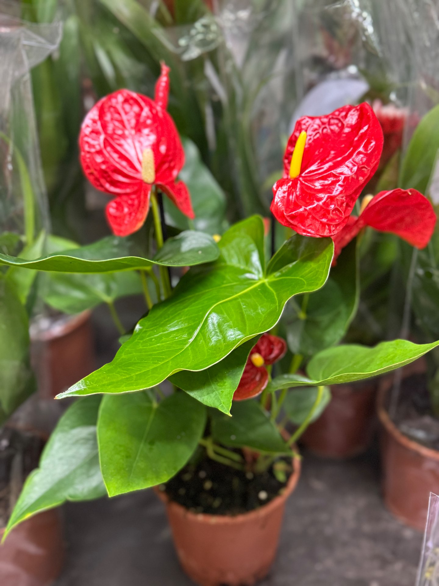 עציץ אנטוריום