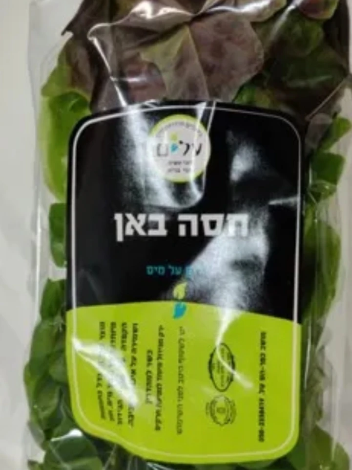 חסה באן (מסולסלת)