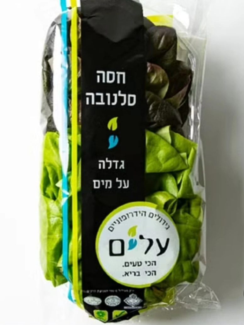 חסה סלנובה
