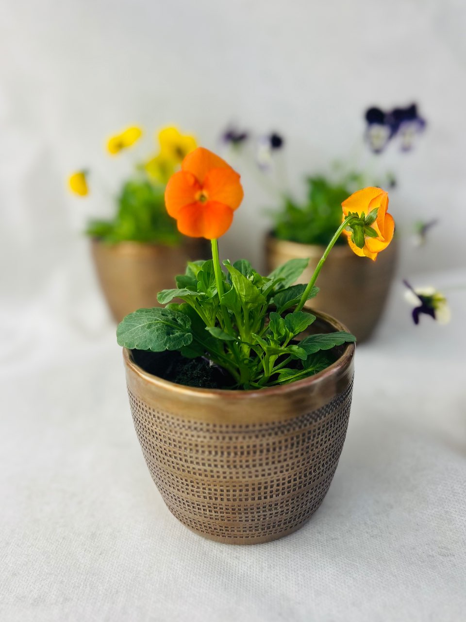 עציץ בכלי מתכת פליז