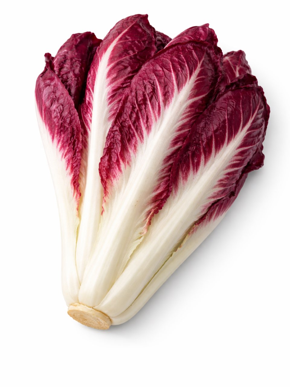 אנדיב אדום-1 מארז