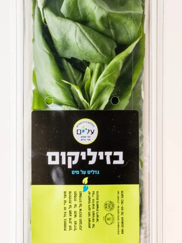 בזיליקום