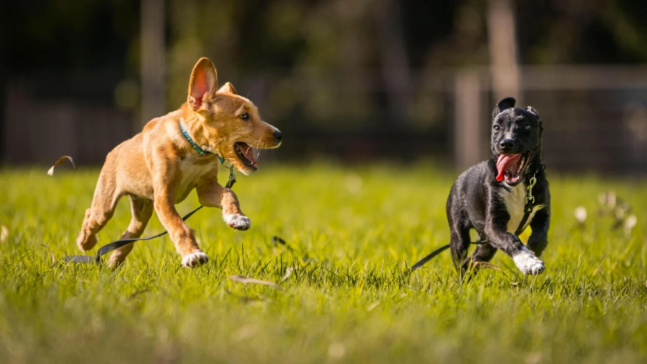 חבילת פרימיום