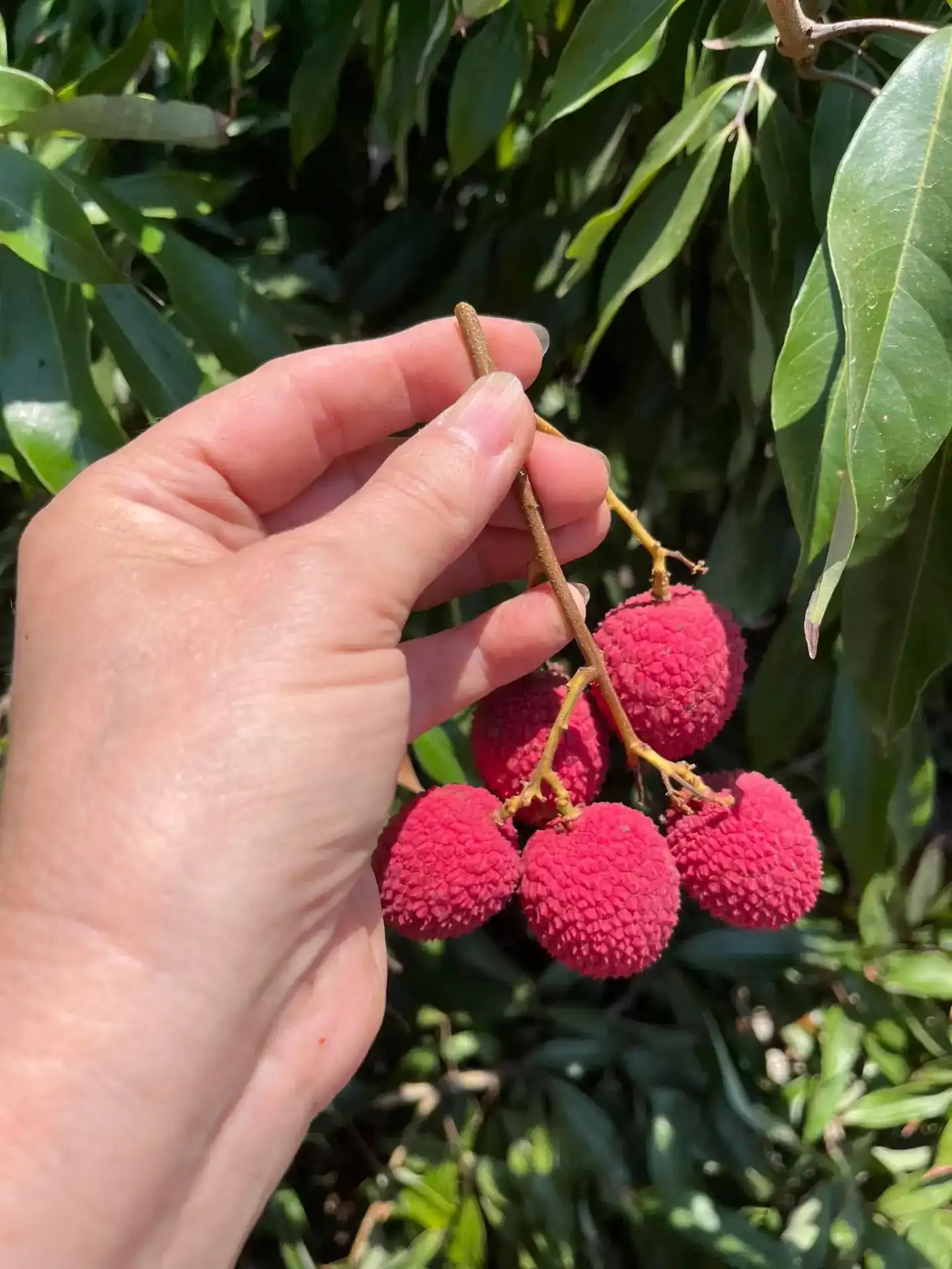 סדנת ניקוי רעלים אונליין