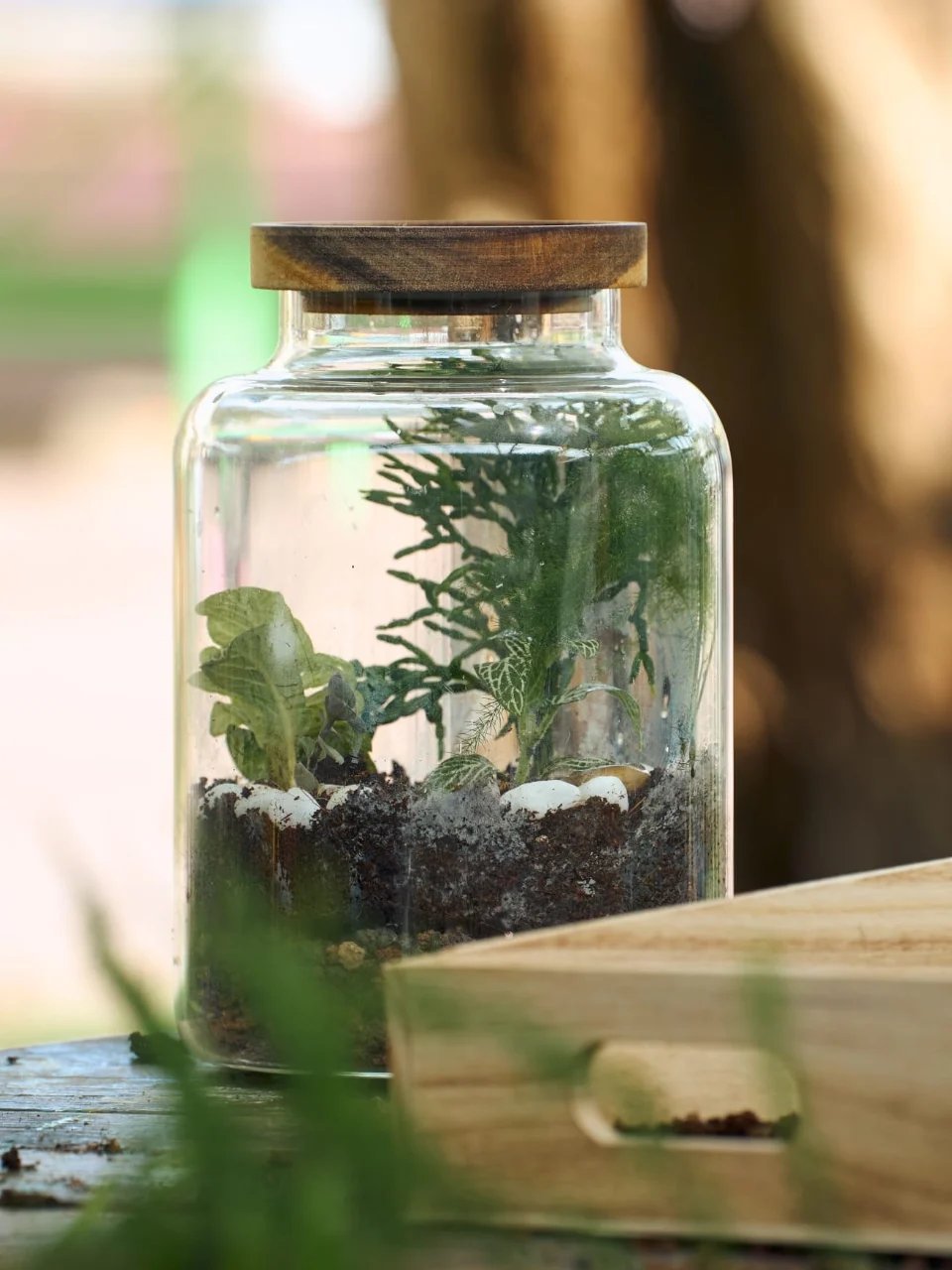 סדנת טרריום