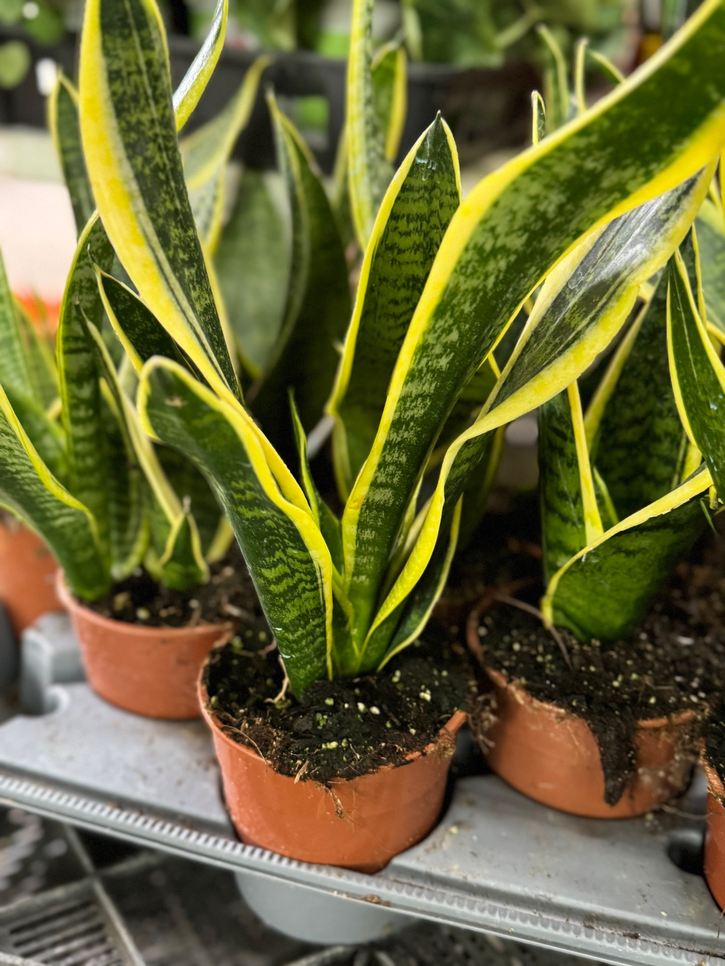 עציץ סנסיווריה