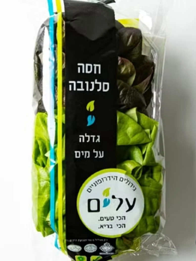 חסה סלנובה