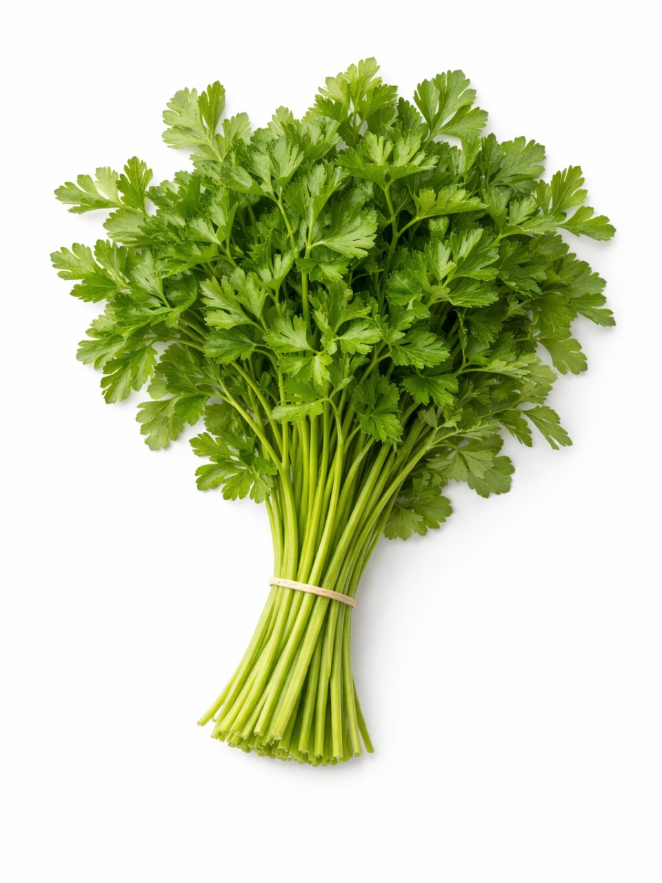 כוסברה ארוזה - 1 יחידה