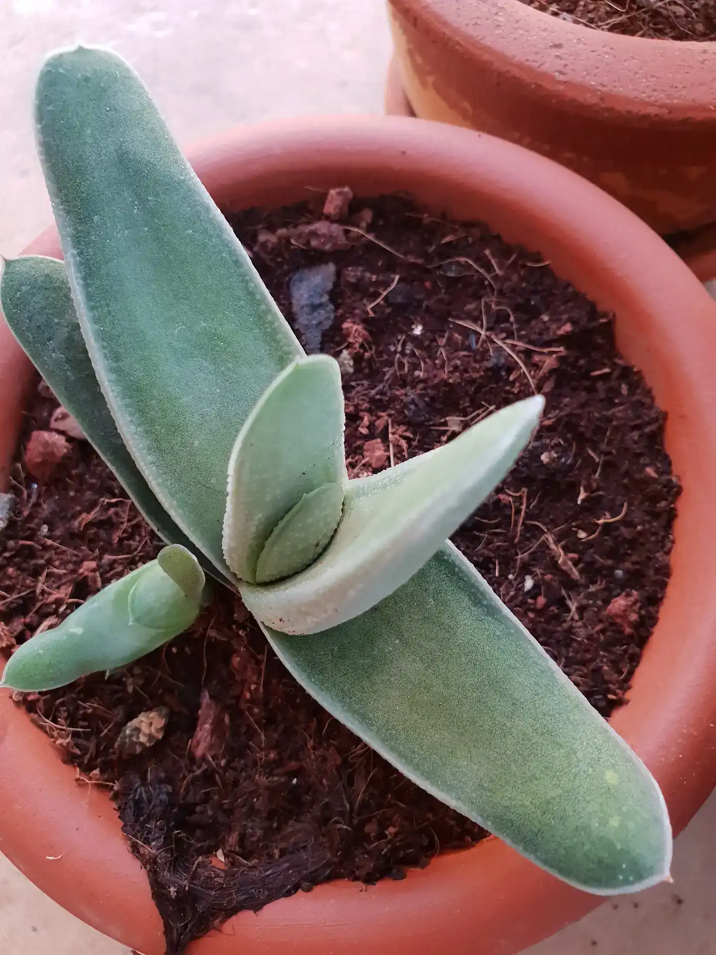 עציץ גסטריה