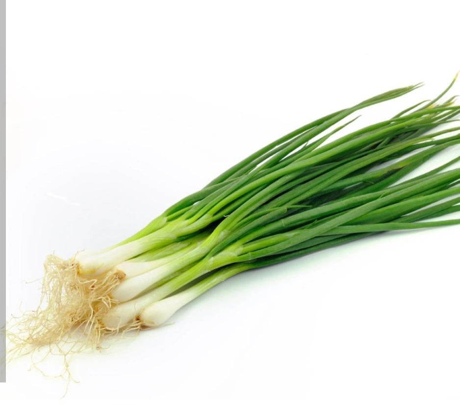 בצל ירוק (מהדרין)