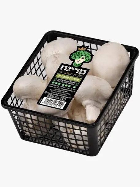 פטריות שמפיניון לבן 