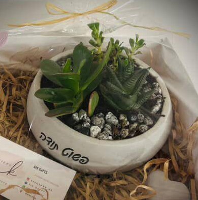 קערת סוקולנטים