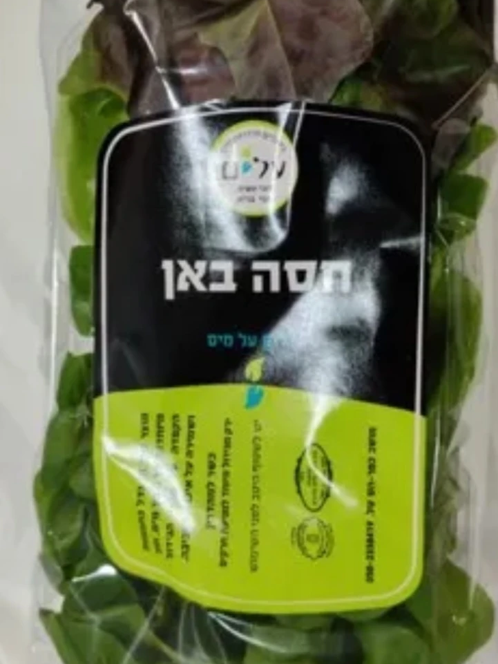 חסה באן (מסולסלת)