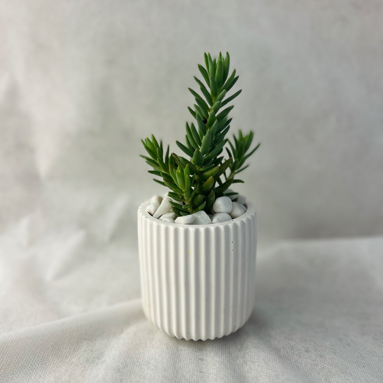 עציץ פסים עם סוקולנט