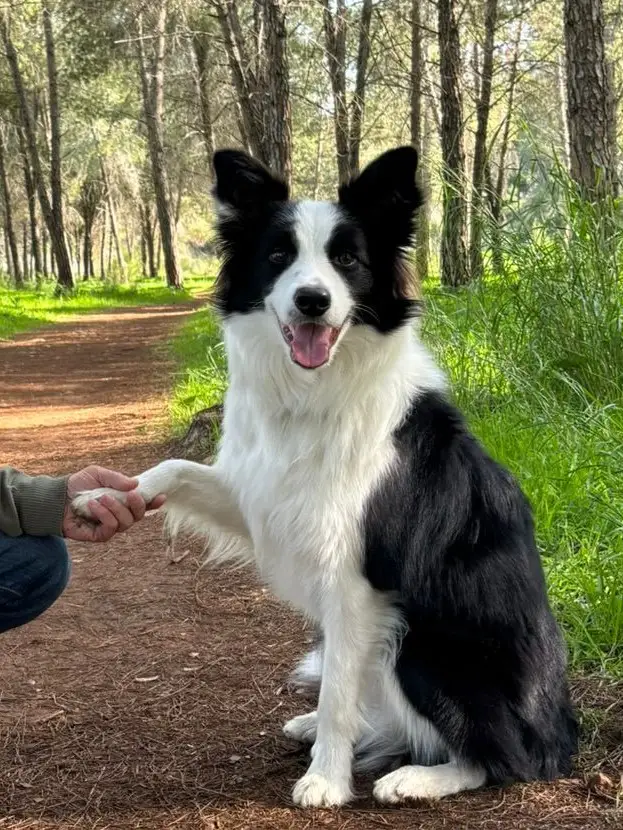 כלבנות טיפולית