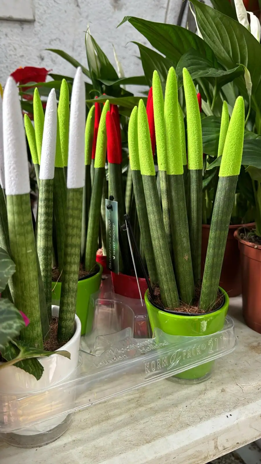 עציץ סנסיווריה צבעונית