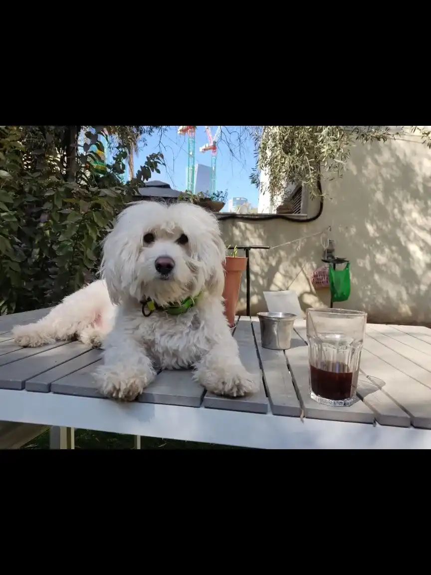 יום לכלב/ה לא מסורס/מעוקרת