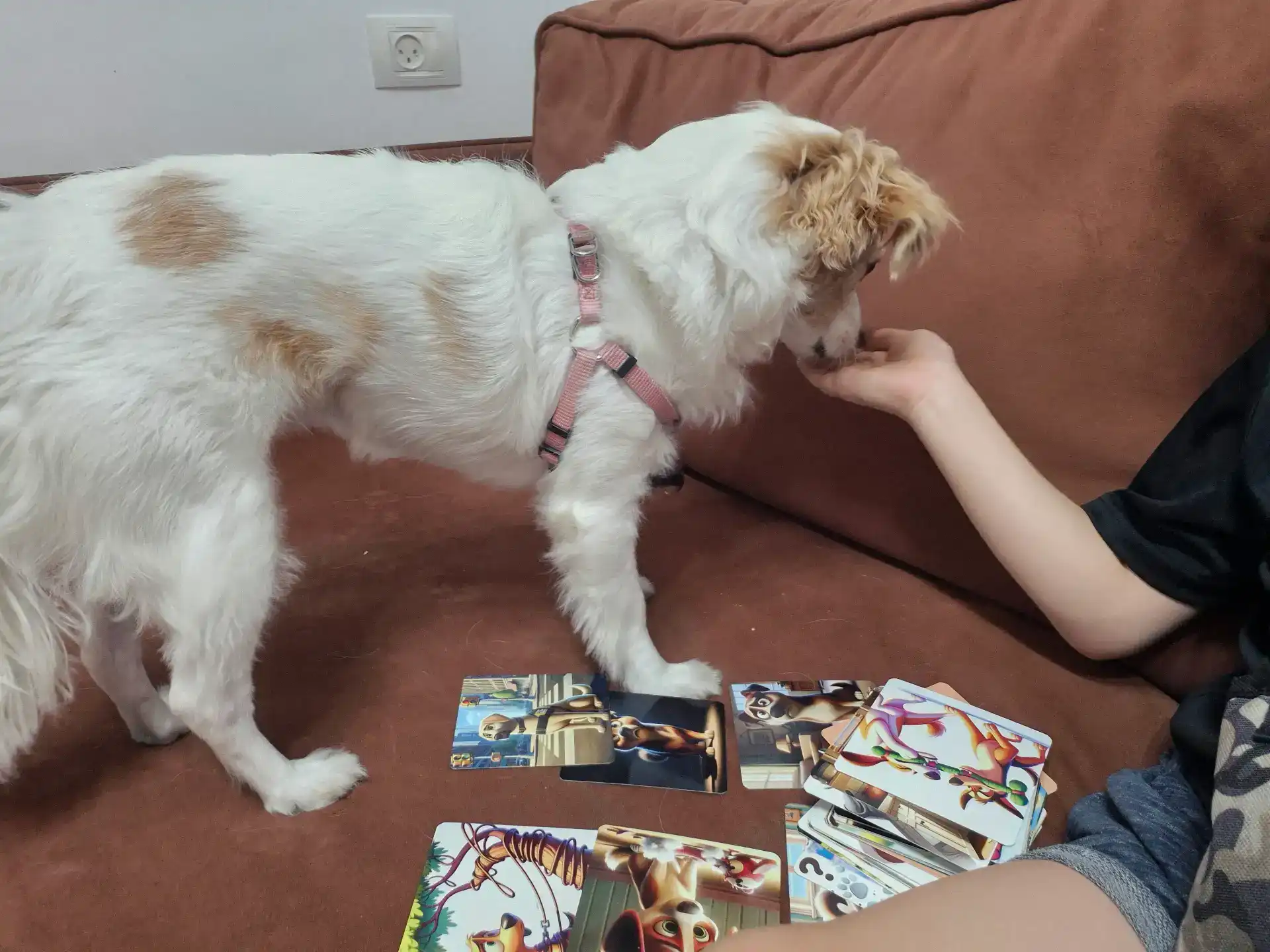 מפגש פרטני של כלבנות טיפולית | דניאל מנשה