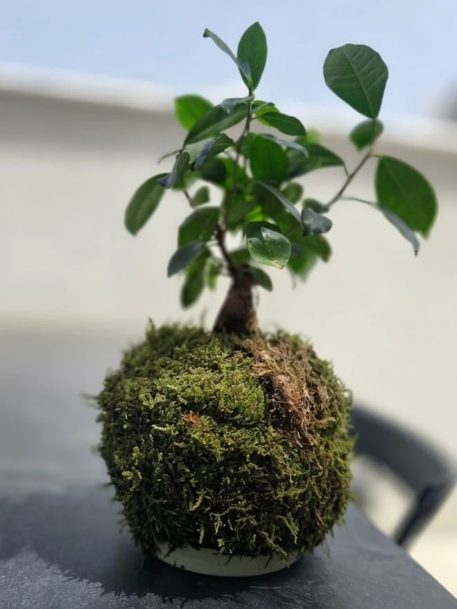 סדנת קוקדמה