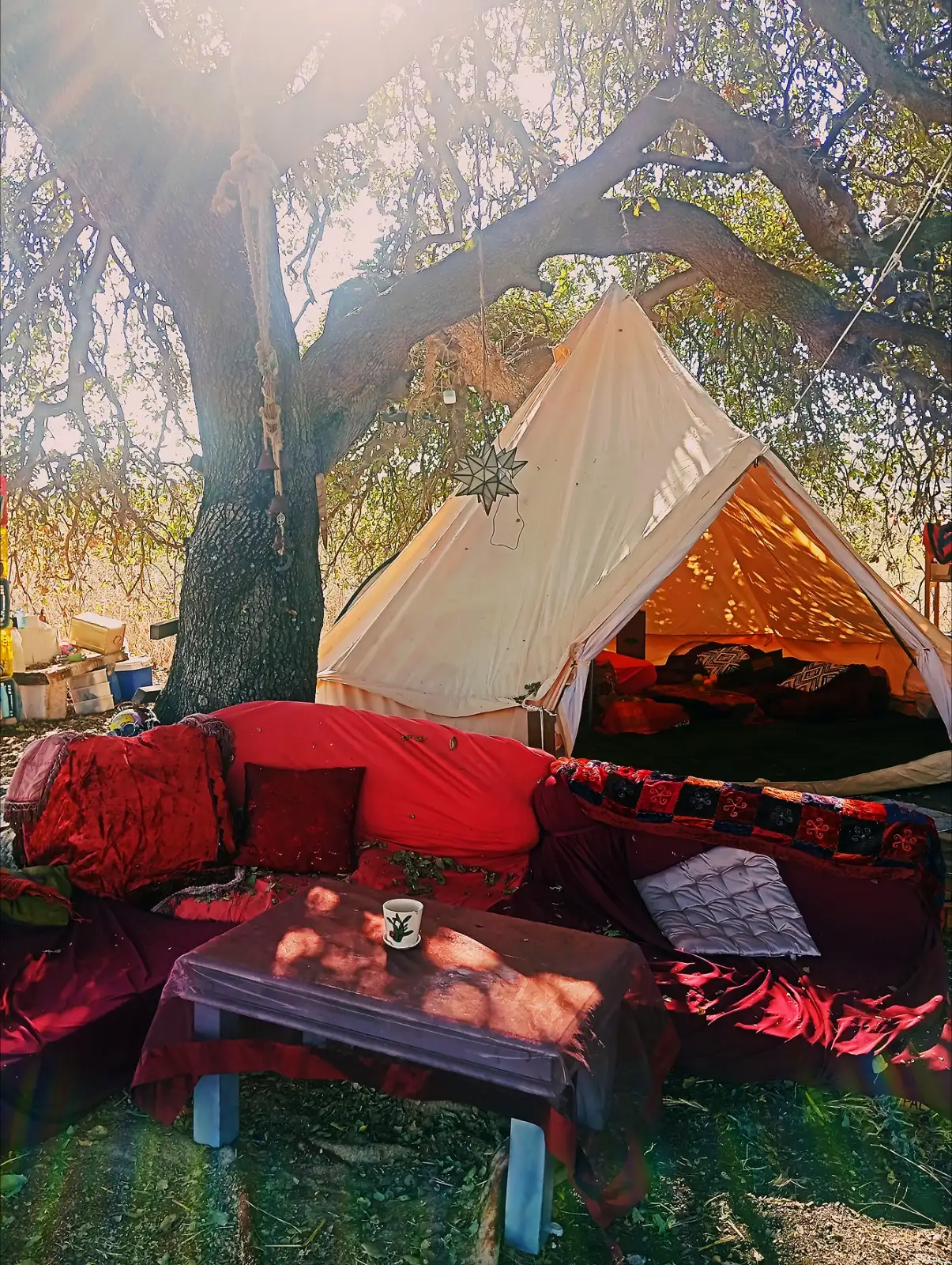 מפגש תחת עץ האלון העתיק