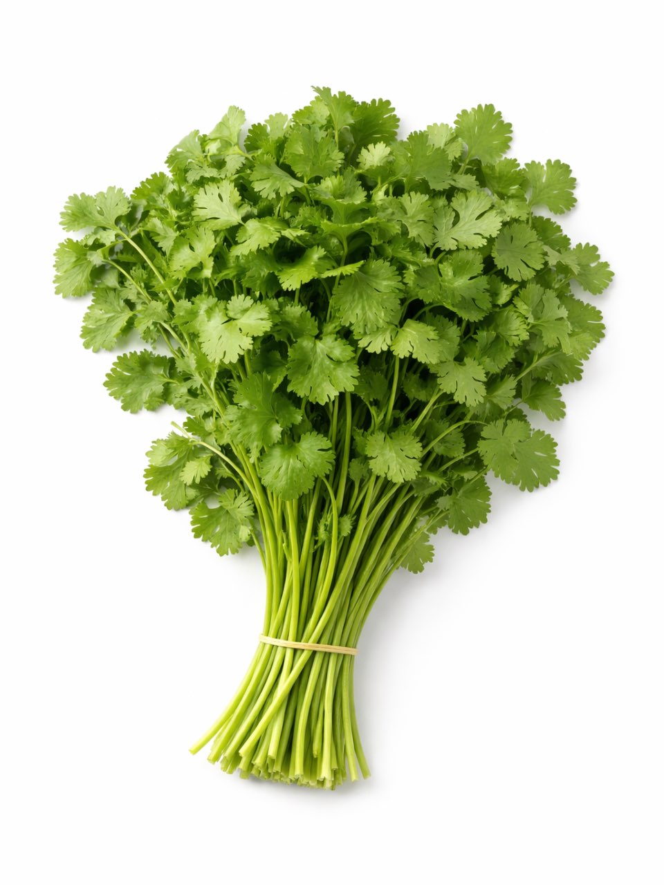 כוסברה ארוזה